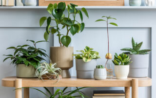 Several house plants organized on a table